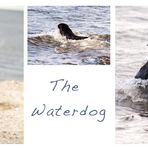 Waterdog