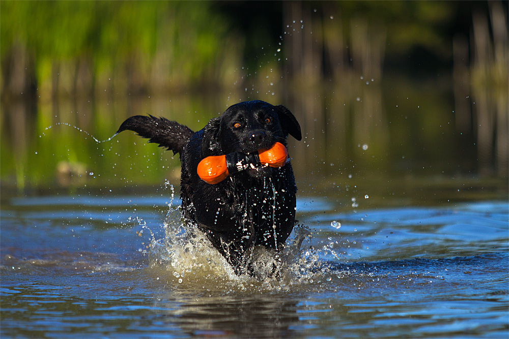 *Waterdogs*