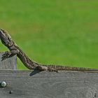 Waterdragon full size but how can he keep his long tail on a 20mm board?