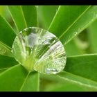 Waterdrop