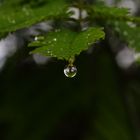 Waterdrop