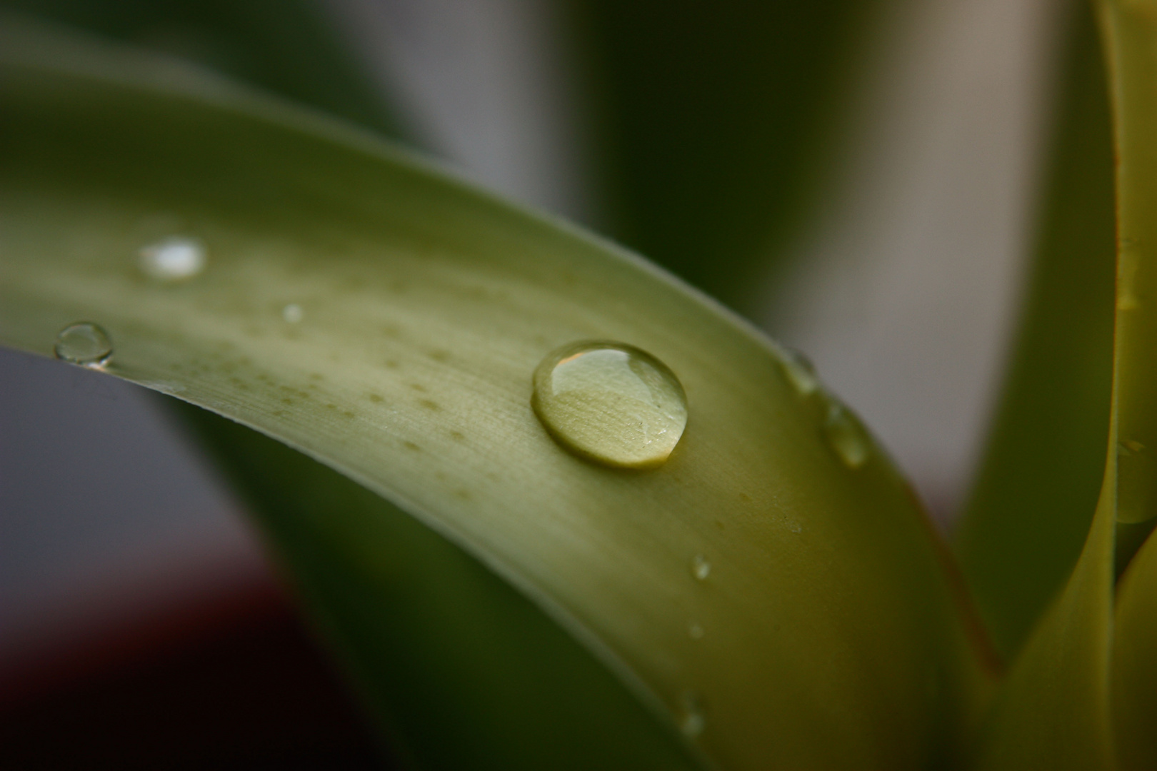 Waterdrop Macro