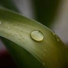 Waterdrop Macro