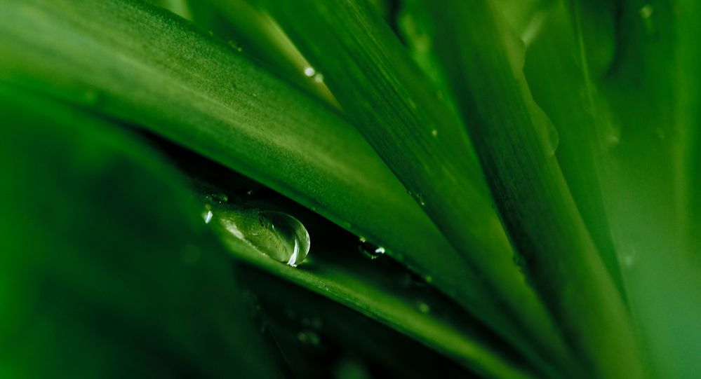 water_drop_plant