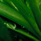 water_drop_plant