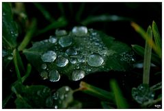 waterdrops