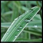 Waterdrops