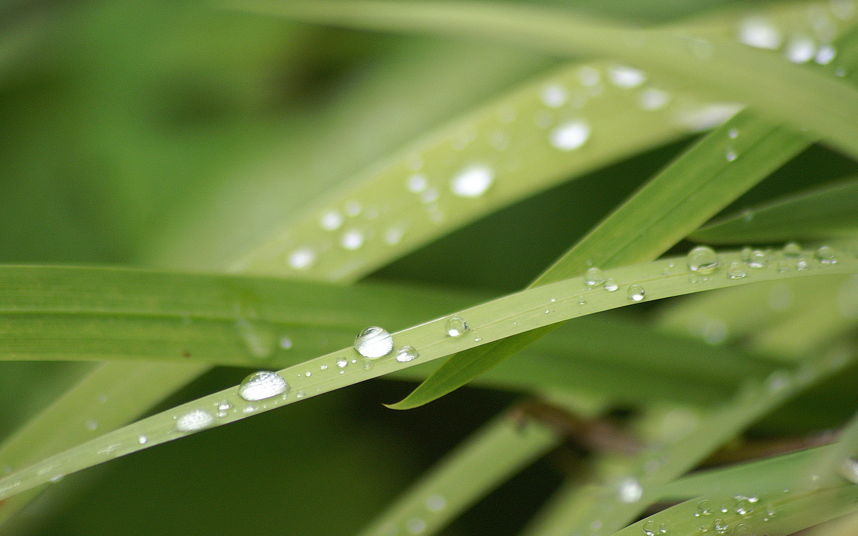 Waterdrops