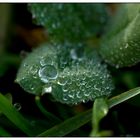 waterdrops