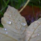 Waterdrops 