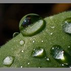 Waterdrops