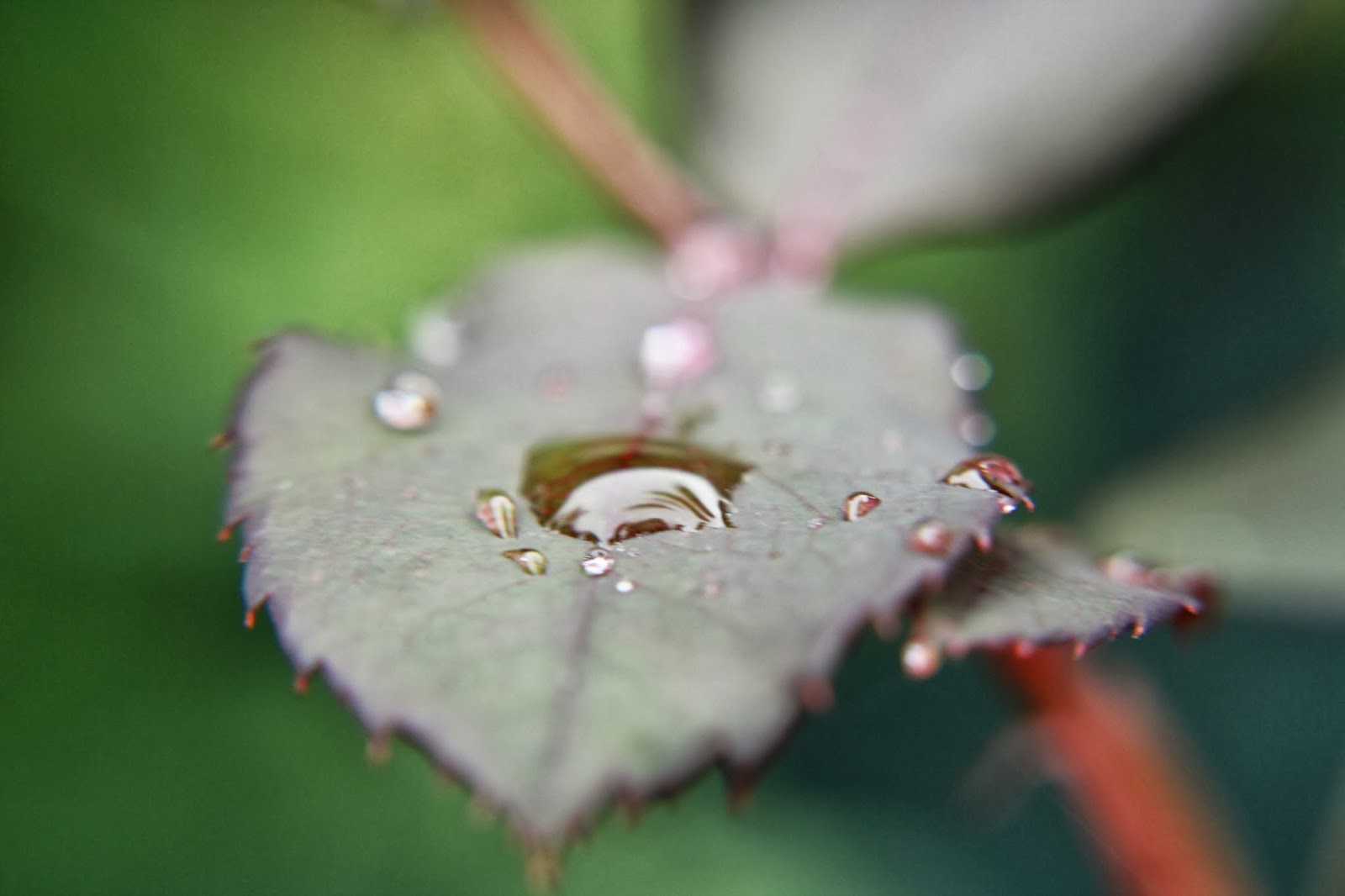 WATERDROPS