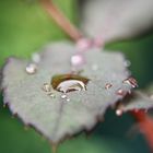 WATERDROPS