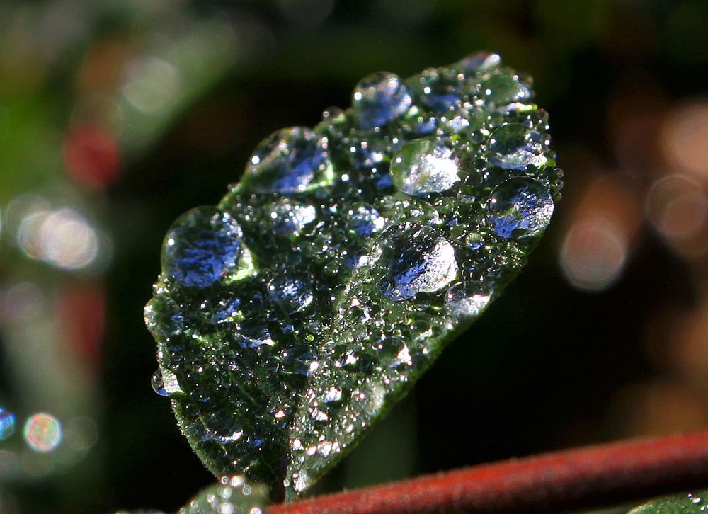 Waterdrops 3