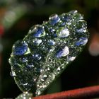 Waterdrops 3