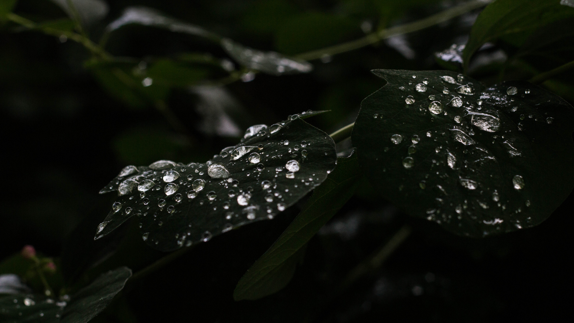 Waterdrops