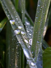 Waterdrops