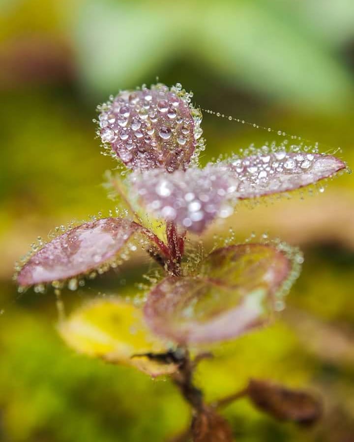 Waterdrops