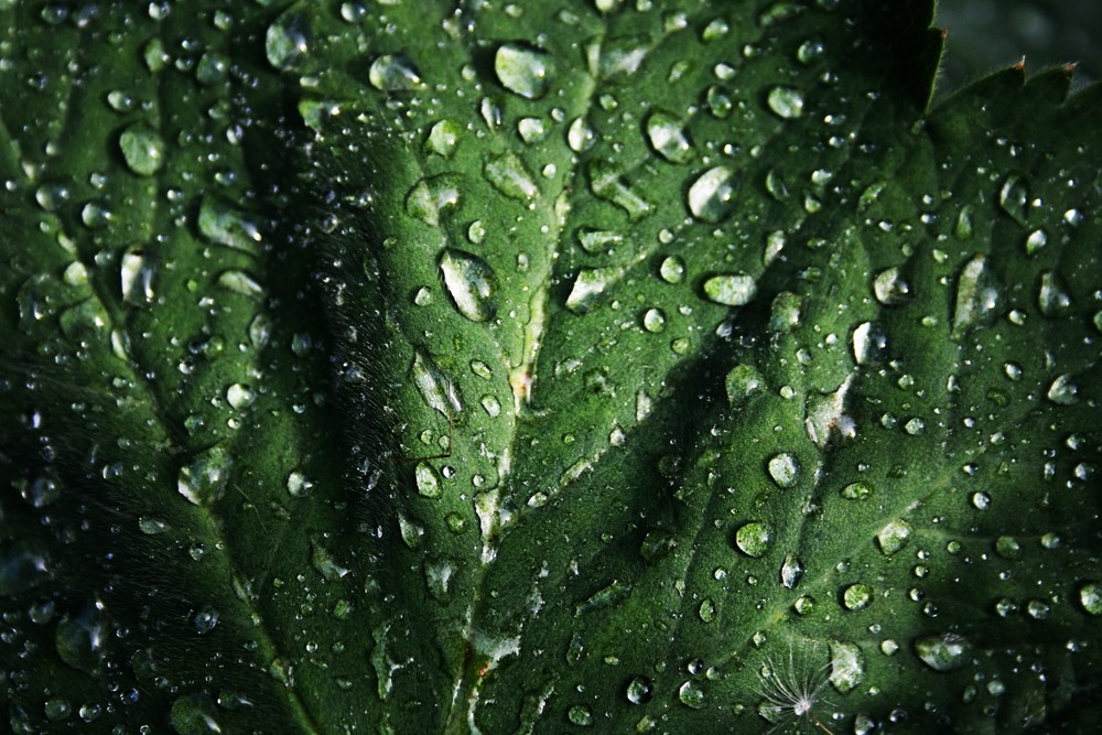 Waterdrops. von Jana Catherina Engel 