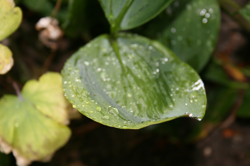 Waterdrops