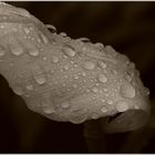 ...water_drops...