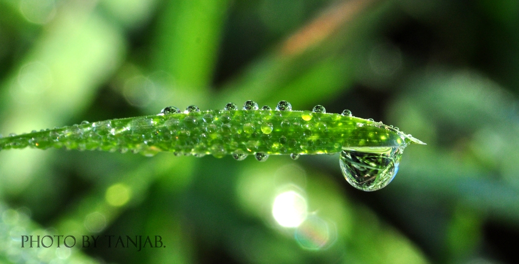 Waterdrops