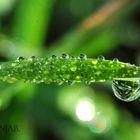 Waterdrops