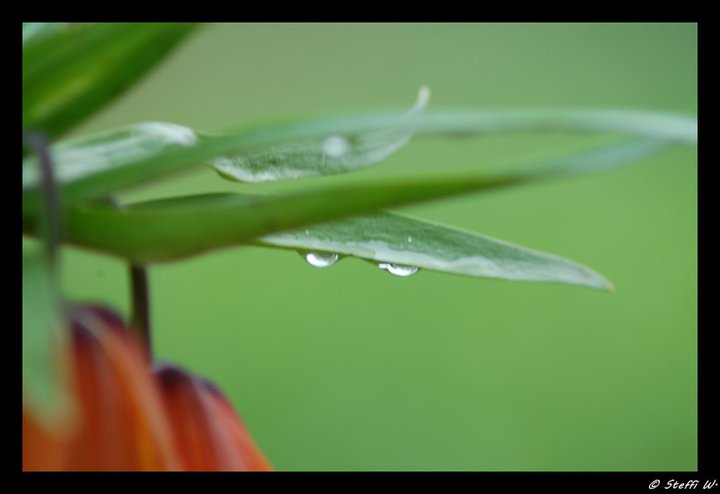 Waterdrops