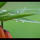 Waterdrops