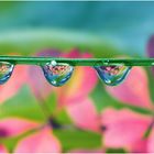 Waterdrops