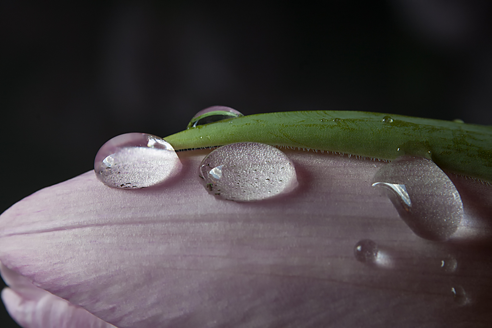 waterdrops ...