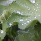 Waterdrops