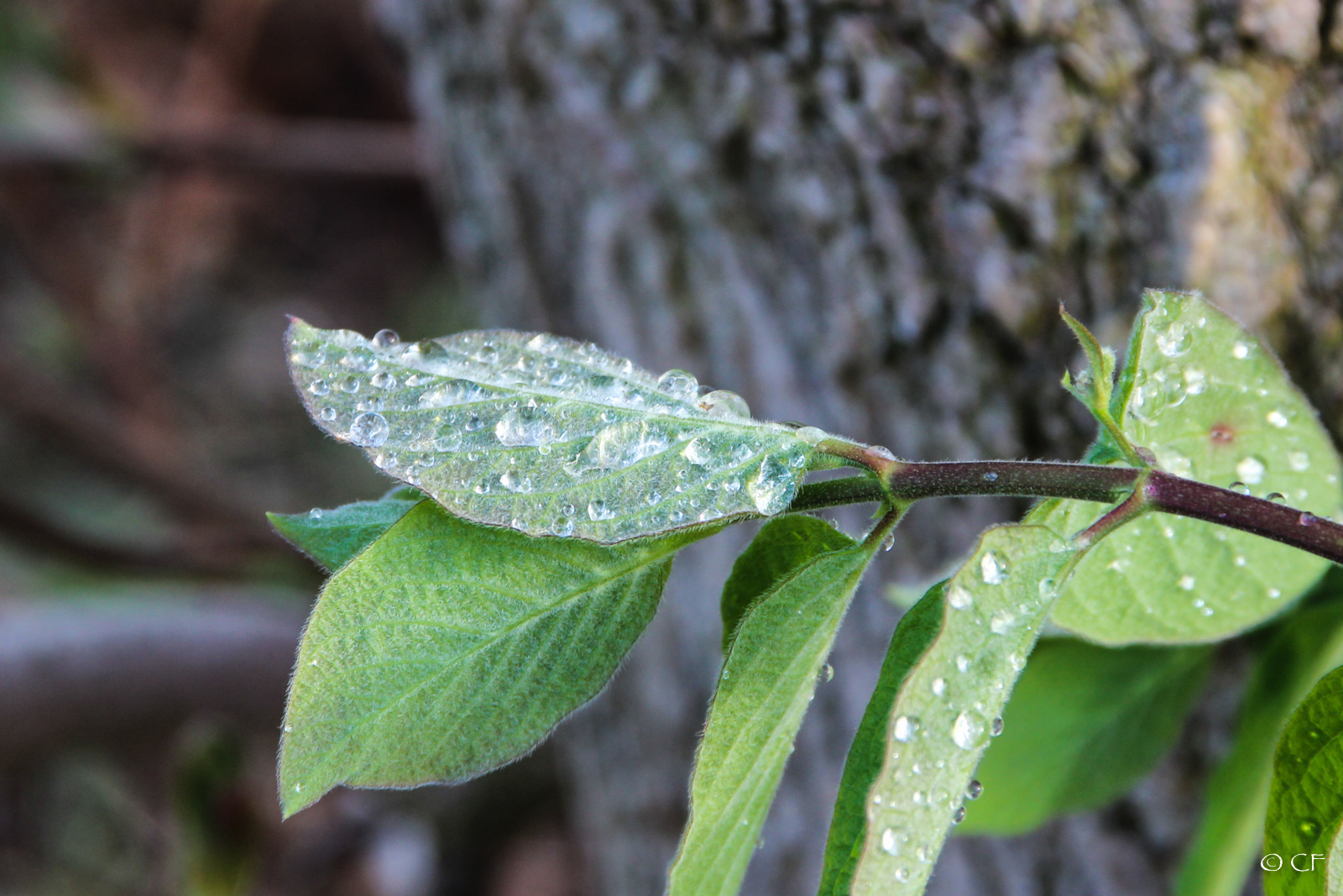 Waterdrops