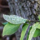 Waterdrops