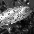 Waterdrops....