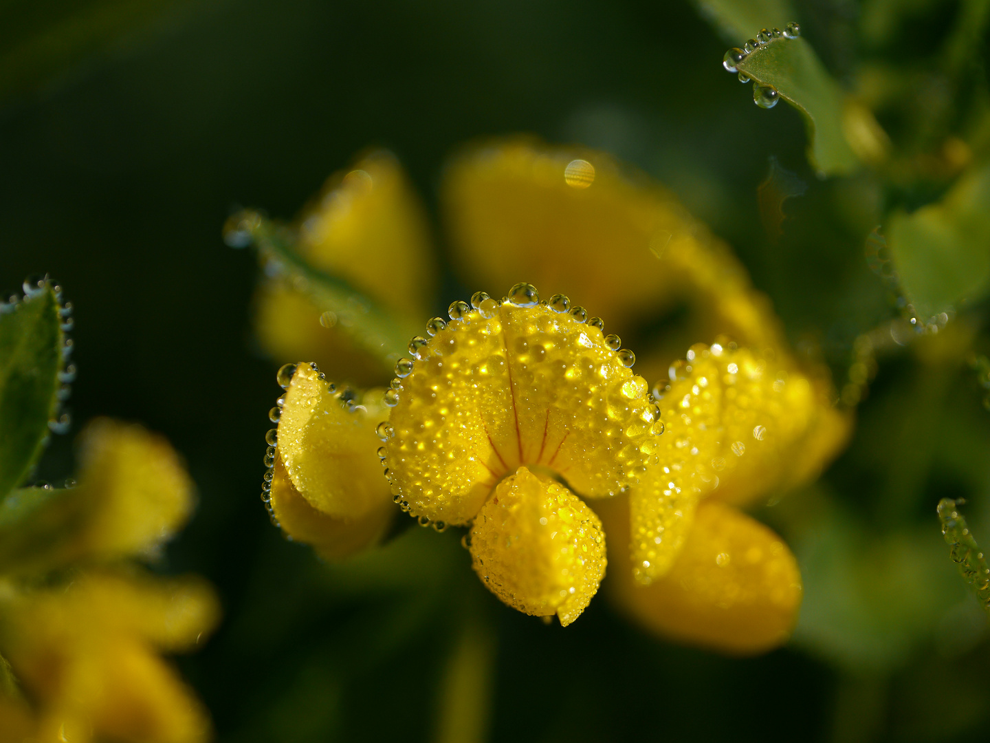 Waterdrops