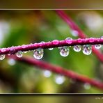 Waterdrops adhering to a red branch