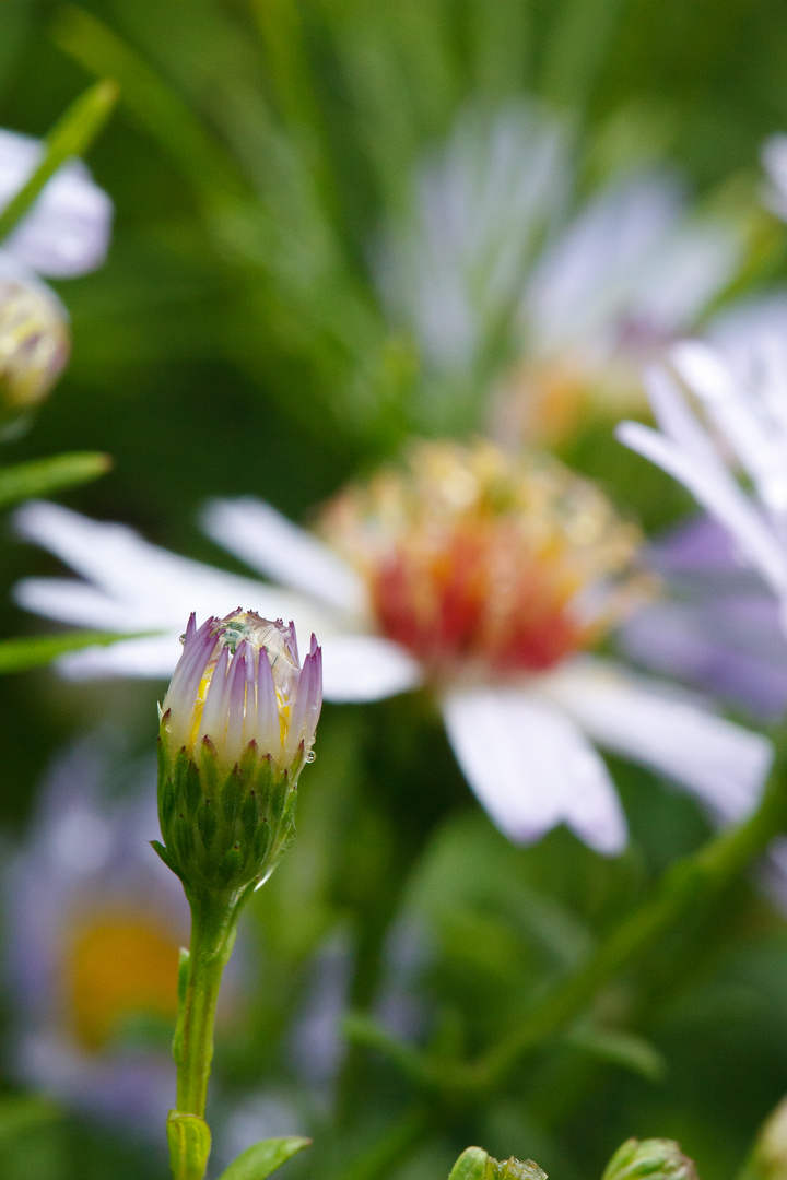 waterdrops and daisy