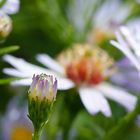 waterdrops and daisy