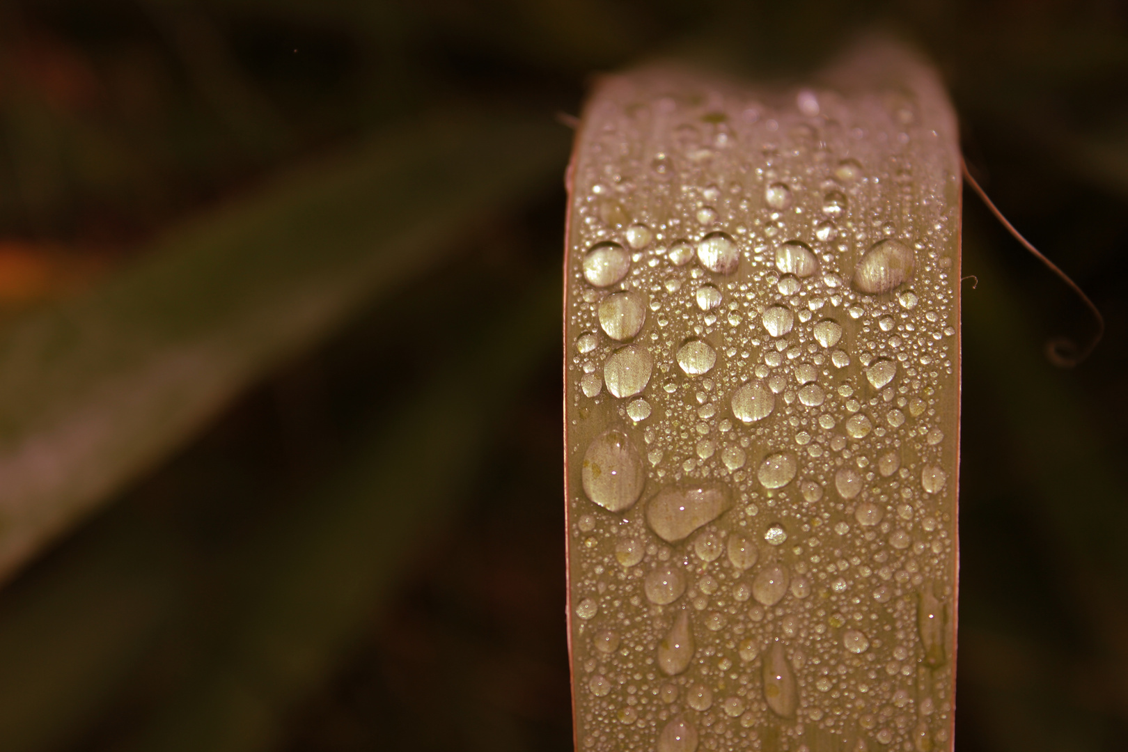 Waterdrops