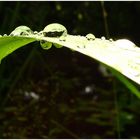 waterdrops