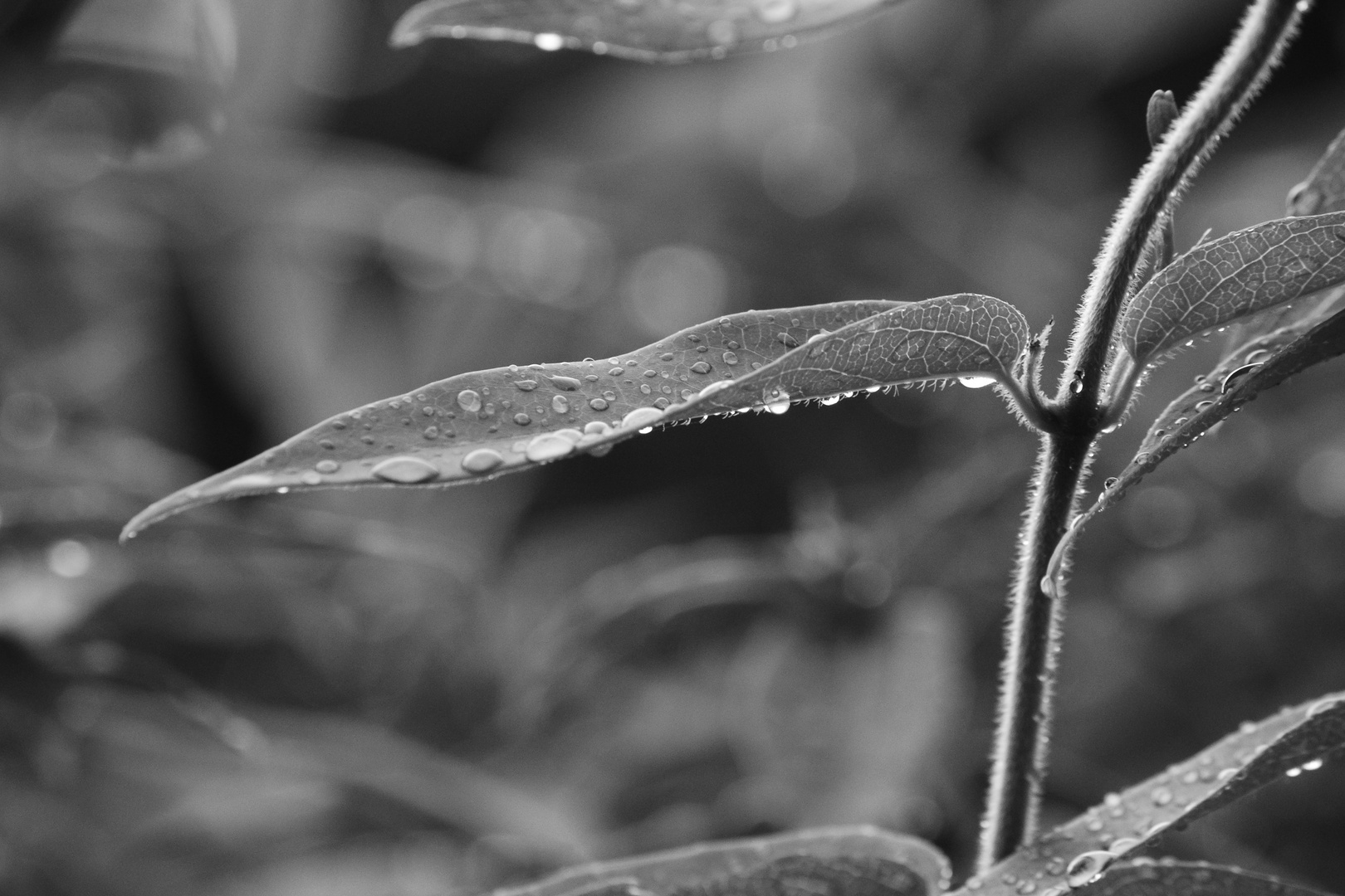 Waterdrops black and white 2