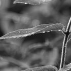 Waterdrops black and white 2