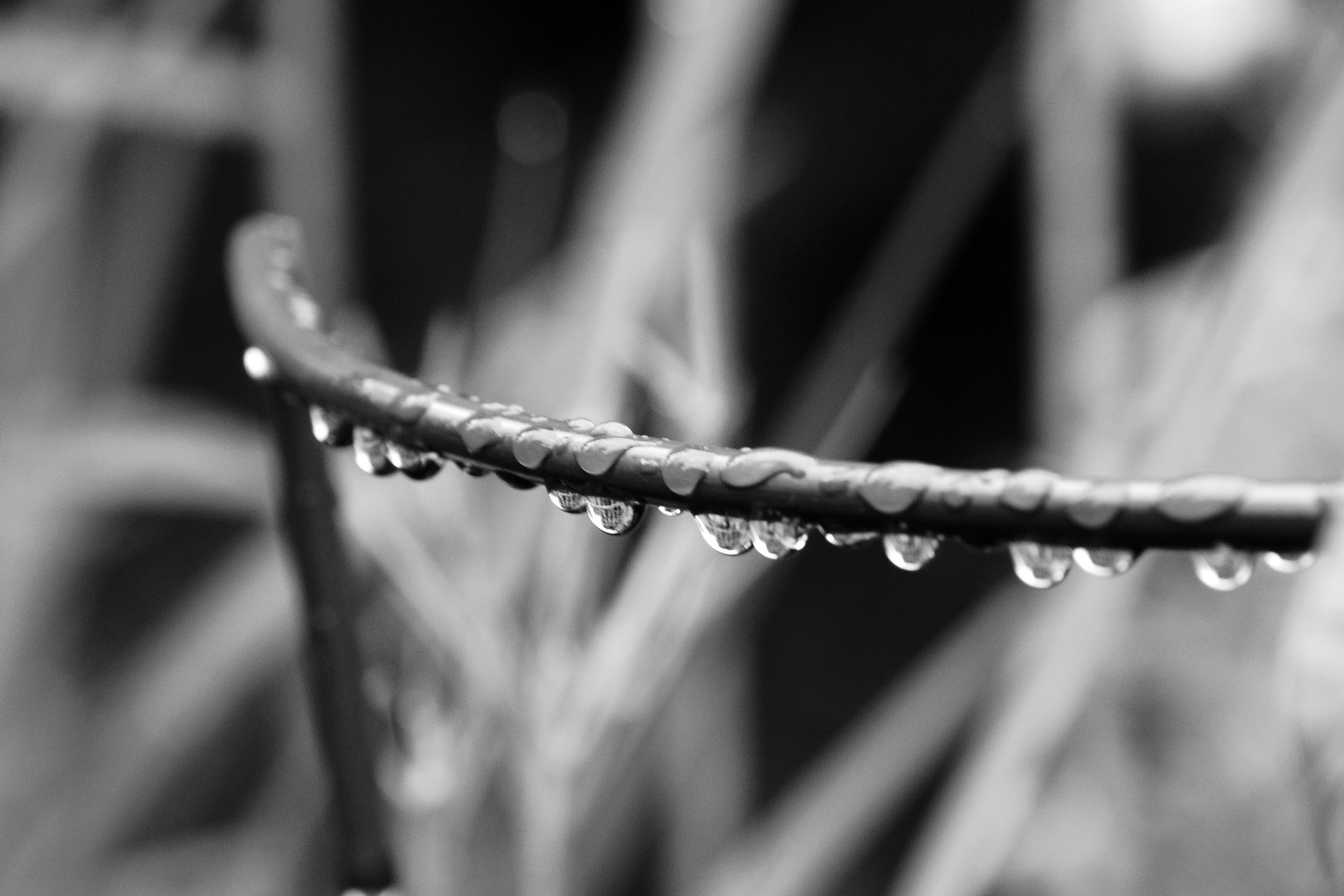 Waterdrops black and white