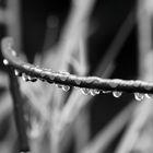 Waterdrops black and white