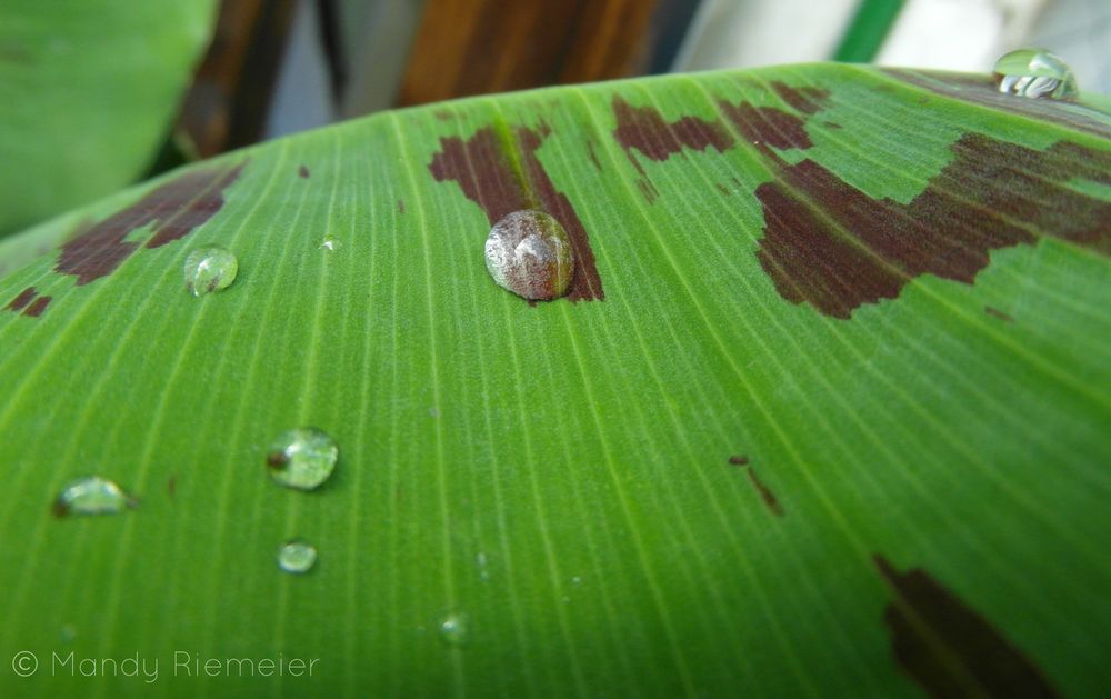 Waterdrops bubbling on a leaf