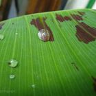 Waterdrops bubbling on a leaf