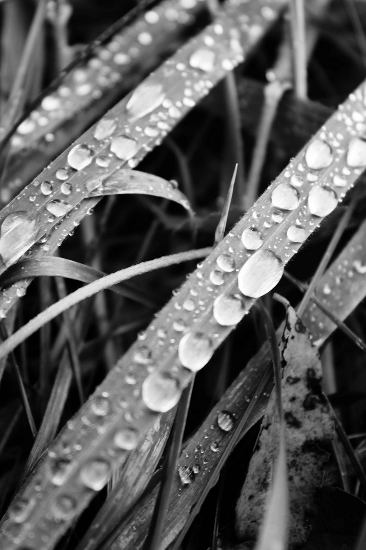 waterdrops.