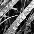 waterdrops.