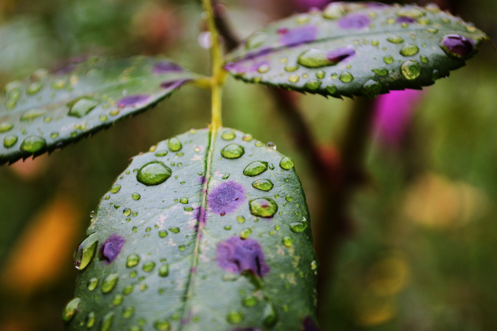 Waterdrops